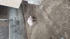 De vânzare purcelușe rasa pietrain belgian  - imagine 3