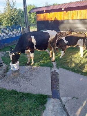 Vaca și vițea de vânzare