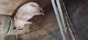 Porci de vanzare 30 -80 kg - imagine 3