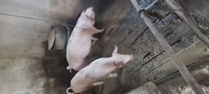 Porci de vanzare 30 -80 kg - imagine 2