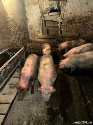 proci disponibili - imagine 3