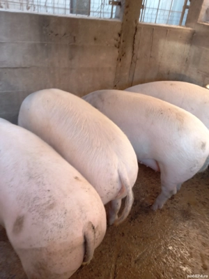Porci de vanzare 100-150kg, inclusiv carcasa