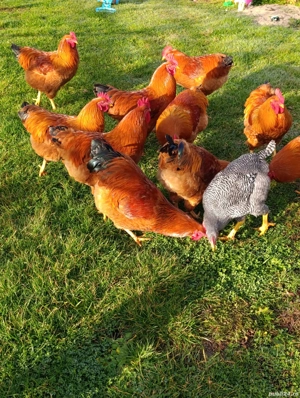 cocosi de anul acesta.  - imagine 5