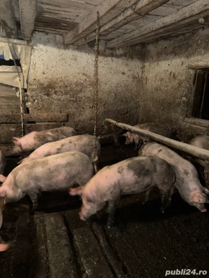 proci disponibili - imagine 4