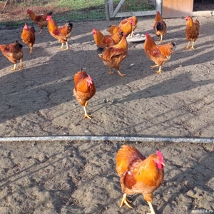 cocosi de anul acesta.  - imagine 3