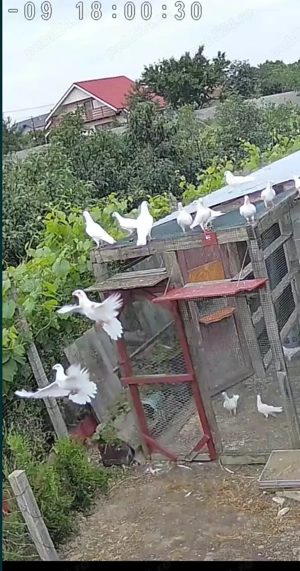 Porumbei voiajori albi de vânzare 