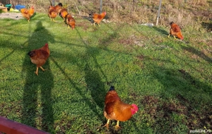 cocosi de anul acesta.  - imagine 2