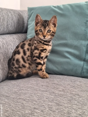 Puii de pisica Bengal .