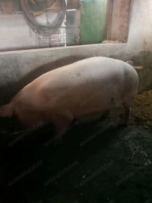 Porci de vânzare  - imagine 3