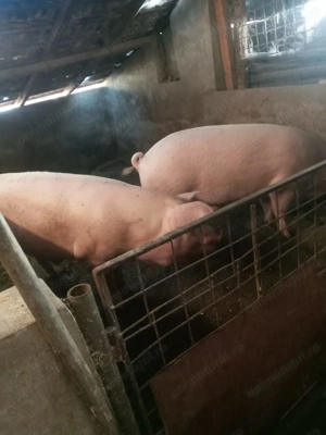 Porci de vânzare 