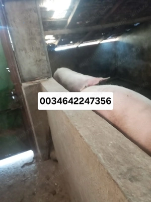 Porci de vânzare 