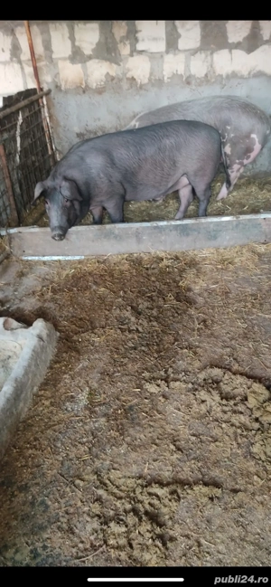 Porci 150-200kg - imagine 2