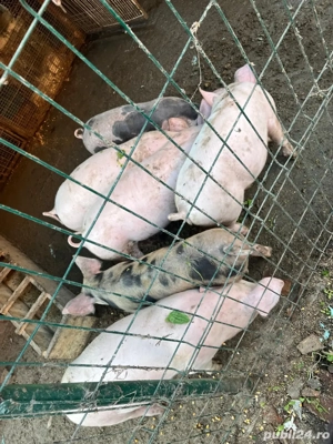 Vând purcei de 3 luni