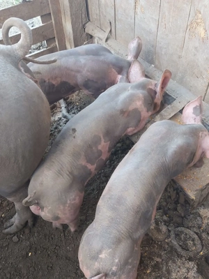 Vând purcei și suldei 