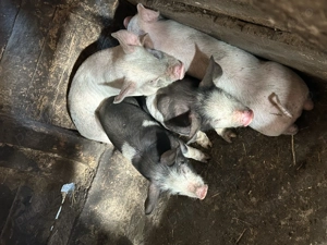 Purcei de vânzare 200 lei buc