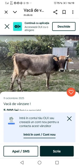 Vacă de vânzare