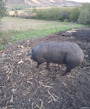 Vând porc rasa duroc cu bazna