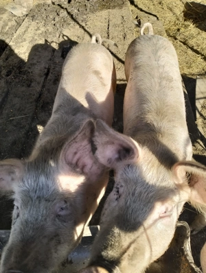 Vind șoldani 900 bucata - imagine 2