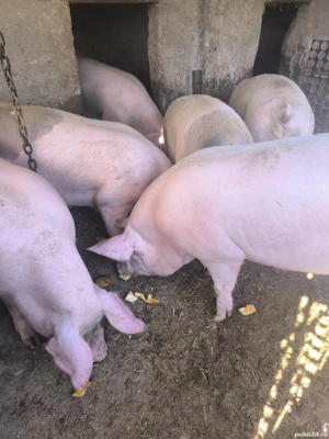 Vand Porci - imagine 5