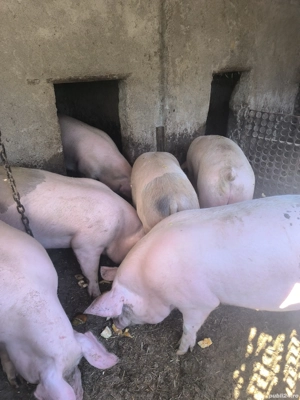 Vand Porci - imagine 4