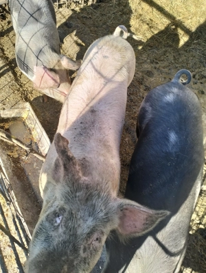 Vind șoldani 900 bucata