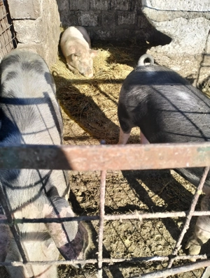 Vind șoldani 900 bucata - imagine 3