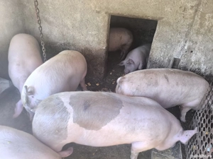 Vand Porci - imagine 2