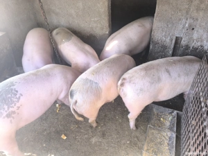 Vand Porci - imagine 3