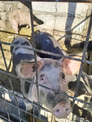 Vind șoldani 900 bucata - imagine 5