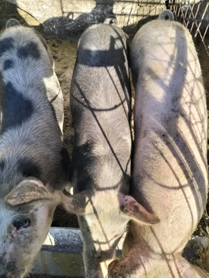 Vind șoldani 900 bucata - imagine 4