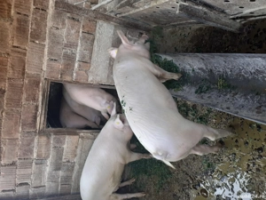 porci de vanzare - imagine 2