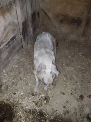 Purcea de vanzare - imagine 3