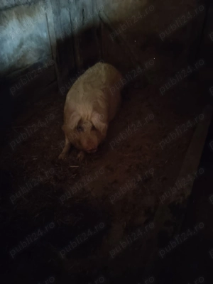 Purcea de vanzare - imagine 2