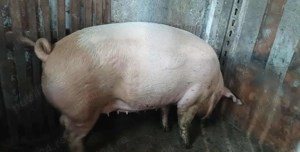  Vand scroafa a fătat o data 300 kg 