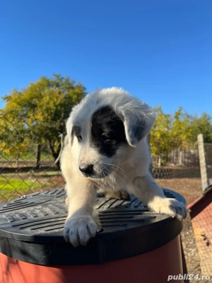 Vând căței ciobănesc ( pui)  - imagine 3