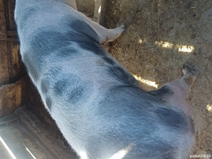 vand purcea Pietrain 250kg pentru sacrificat 