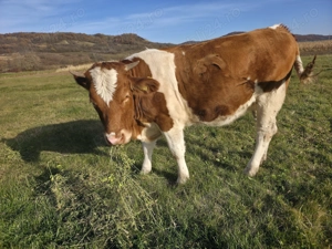 Junincă de un an și 3 luni Red Holstein. - imagine 4