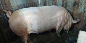 Vand scroafa tanara  11 lei kg