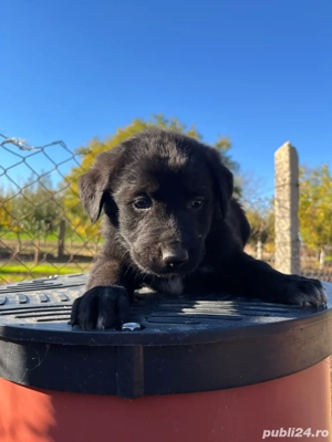 Vând căței ciobănesc ( pui)  - imagine 2