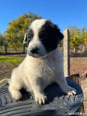 Vând căței ciobănesc ( pui)  - imagine 4