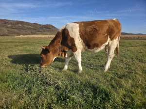 Junincă de un an și 3 luni Red Holstein. - imagine 3