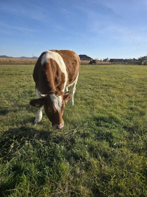Junincă de un an și 3 luni Red Holstein. - imagine 2