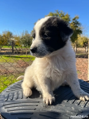 Vând căței ciobănesc ( pui)  - imagine 5