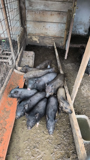 Vând purcei vietnamezi 