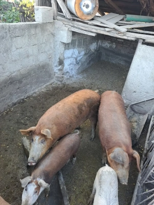 De vânzare Porci - imagine 5