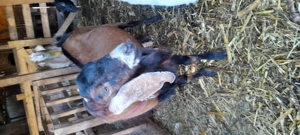 Țap anglo nubian șut - imagine 4