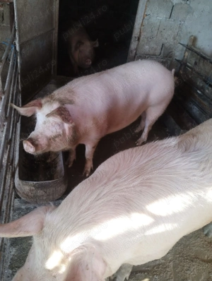 Vând baloți de fân și ce se vede in poza