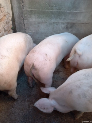 Porci de vanzare 100-150kg, inclusiv carcasa - imagine 2