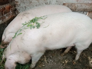 Vand porci pret negociabil