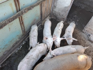 De vânzare!!! Purcei Landraș  - imagine 3